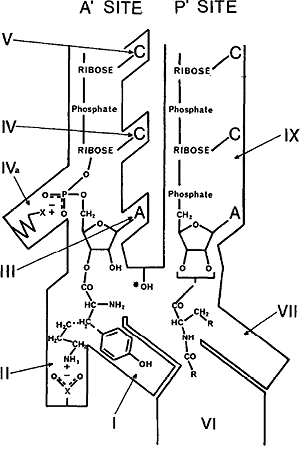 Robert Henry Symons 1934–2006